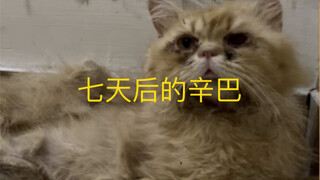 这是一个波斯猫，一只活的不如流浪猫的猫孩子……