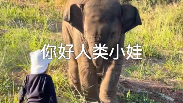 Gajah kecil bertemu dengan bayi manusia, merasa penasaran sekaligus takut 😂