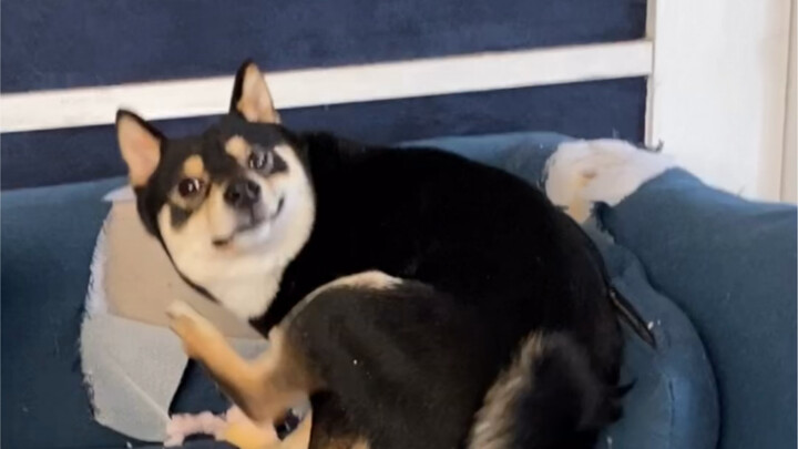 It's time to find a stepmom for these three silly dogs.
