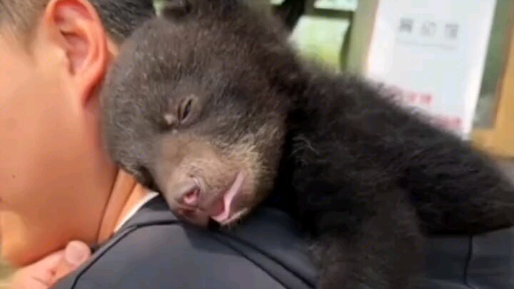 الدب في البداية: الفطرة طيبة