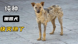 tahukah kamu? Anjing taman ras murni akan punah!