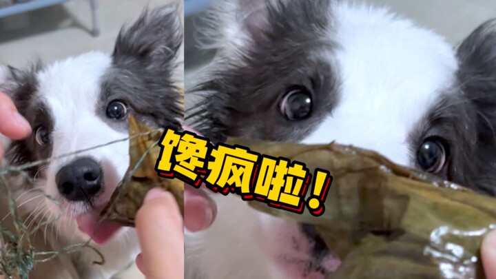 Sao lại có chú chó thích ăn bánh chưng đến thế nhỉ!