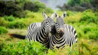 Incredible Wildlife in Stunning ❤️❤️