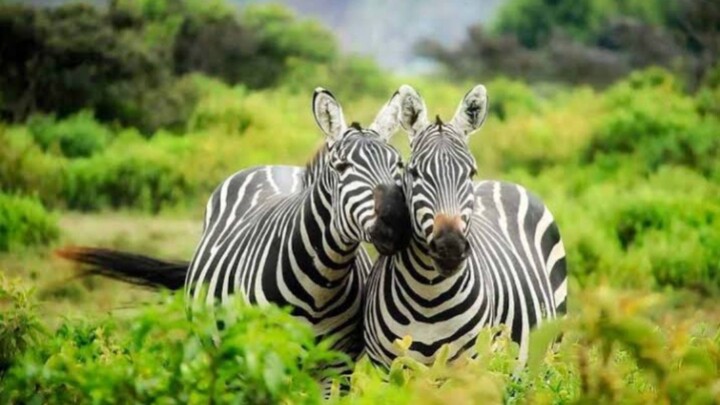 Incredible Wildlife in Stunning ❤️❤️