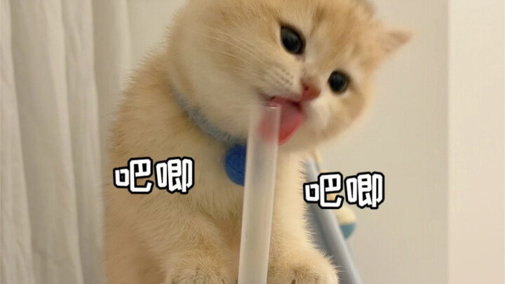 เนื้อให้คุณกินได้ แต่ชานมไม่ได้