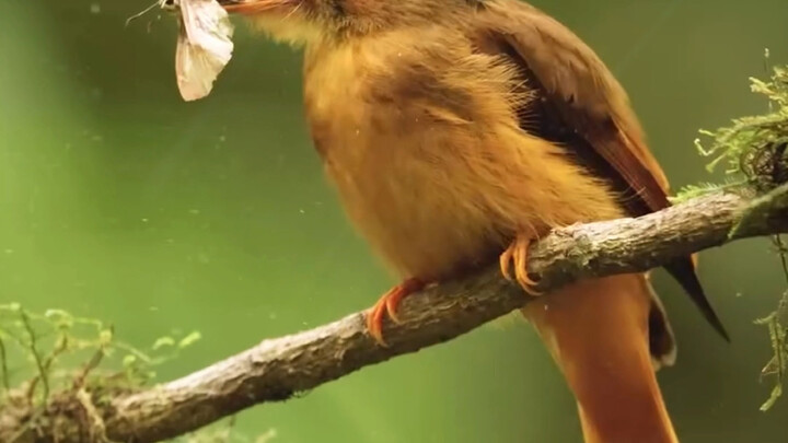 After 99 days of patiently waiting, the vlogger finally captured the “royal flycatcher fanning its c