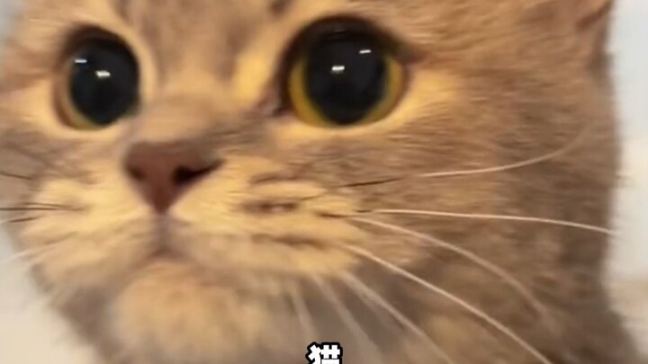 咪：我抓老鼠都没这么费劲！