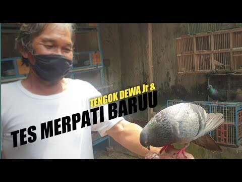 NGETES MERPATI BARU DAN TENGOK DEWA Jr