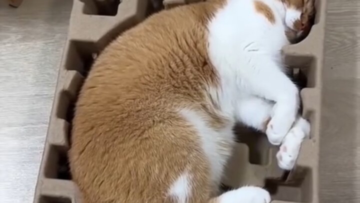 Not too big, not too small—just right for lying down.