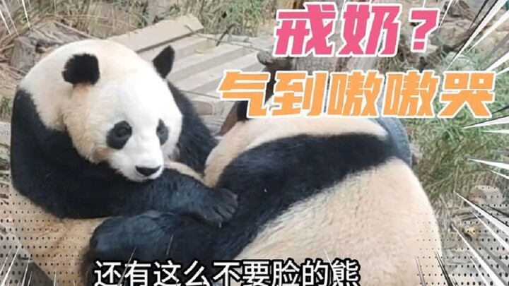 How hilarious is it when pandas are weaned? I thought Fu Bao was already wild and crazy, but during 