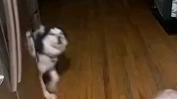 A Husky’s Humble Day