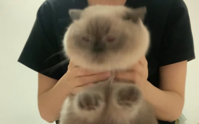 I’m no carefree little kitty who just picks something up and drops it again!