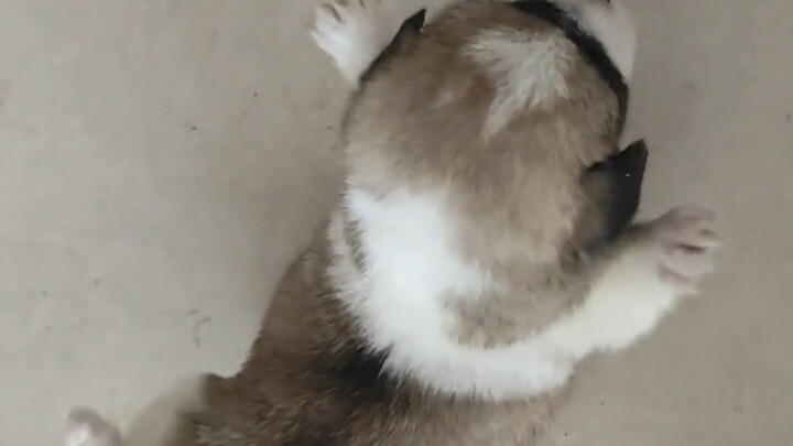 Anak anjing: Wuhu ~ Lepas landas ~