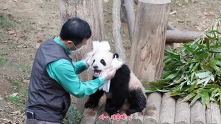 Setelah panda mandi, pengasuhnya akan mengelapnya