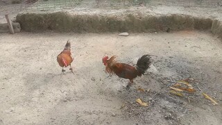 Lemon Gold Vs Tornado Broodstag