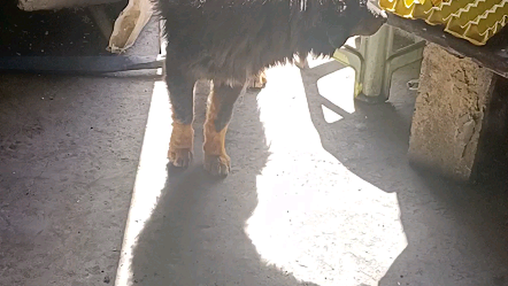 Went to town to buy goat milk powder, but arrived too early—nothing was open yet.