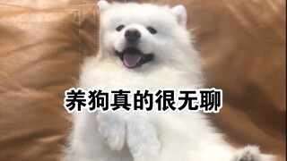 Memelihara anjing itu membosankan! Apalagi Samoyed.