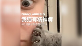 猫真的很神秘，不知道它们在想什么！