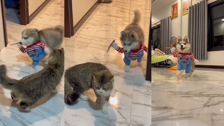 Cats and dogs fight, the cat got stabbed eight times! 😂