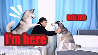 When I Call Two Huskies by the Wrong Name