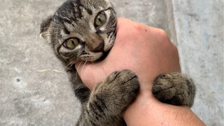 How to educate a cat that bites people?