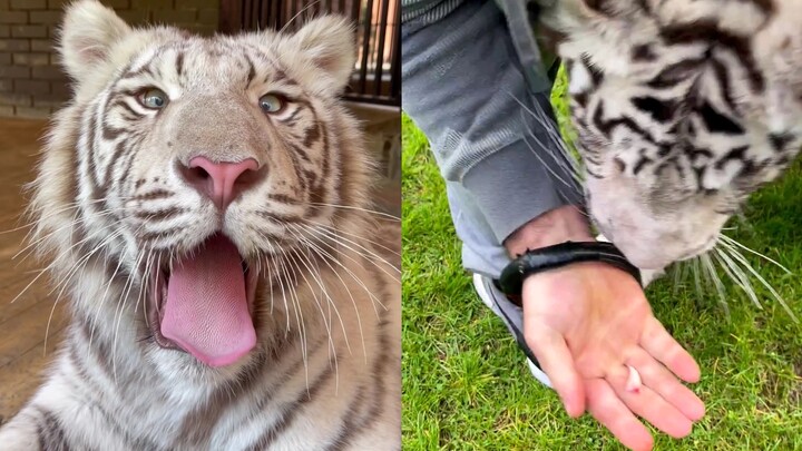 Russians: Pulling Teeth from a Tiger’s Mouth!