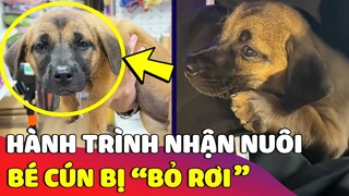 Câu chuyện hạnh phúc về chú chó 'BỊ BỎ RƠI' được cô gái nhận nuôi 🥰 | Gâu Đần