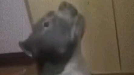 What bad intentions could a little dog possibly have?