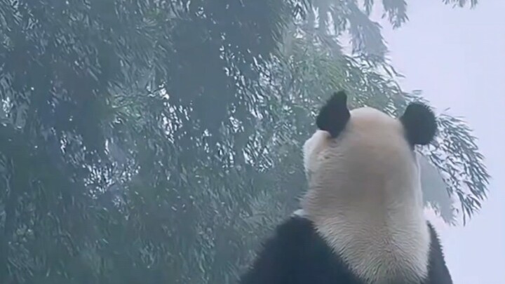 The God of Rainy-Day Vibes | The Magnificent Giant Panda
