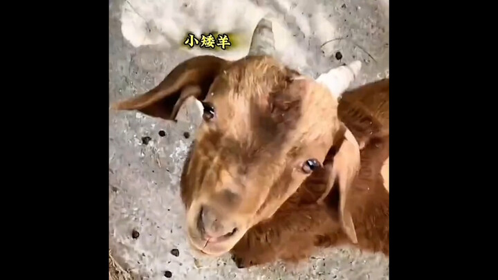 "Fake Animals at the Zoo"