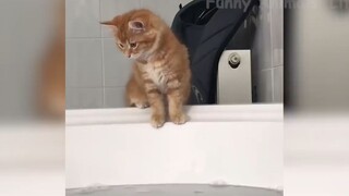 Những con người ngốc nghếch nhất hành tinh #84