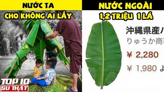 6 Thứ  Ở Việt Nam Cho Không Ai Lấy - Mang Sang Nước Ngoài Thành Tỷ Phú ➤ Top 10 Thú Vị