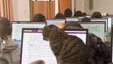 College cats are also playing with a very new kind of trust