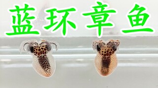 【全网首播】饲养蓝环章鱼幼体宝宝-海洋生物的神秘世界