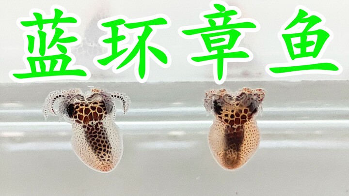 【全网首播】饲养蓝环章鱼幼体宝宝-海洋生物的神秘世界