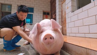 Roll a big, round pig's head