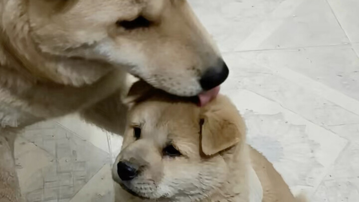 สุนัขแก่วัยรุ่นกับลูกชายเพียงคนเดียวของมัน