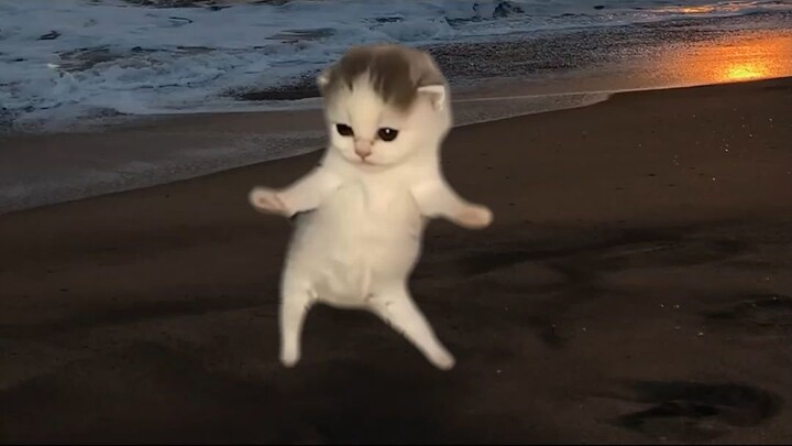 kitten memes
