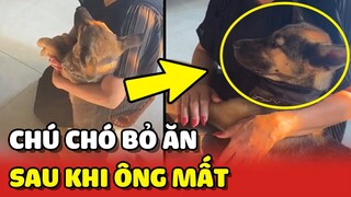 Chú chó BỎ ĂN chỉ nằm dưới BÀN THỜ sau khi ông qua đời | Yêu Lu