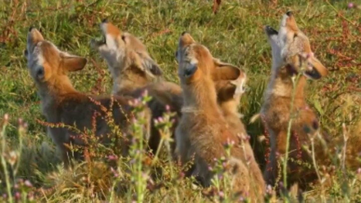 五只小郊狼一起嚎叫！音量警告！可爱警告！5 coyote pups howling