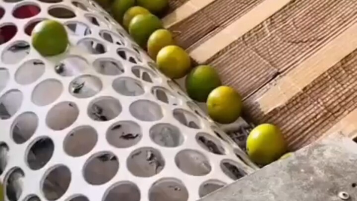 原来橘子是这样筛选大小的