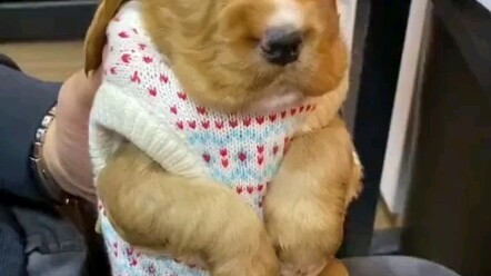 Once the pup puts on clothes, it’s basically “sealed off” — looking so innocent it can’t even stand 