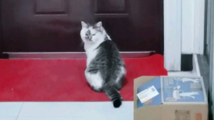 Seekor kucing hamil datang ke rumahku...