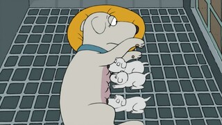 Family Guy: Brian solves the misunderstanding about his mother that confused him for 7 years