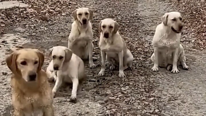 ใช้หมาปราบหมา มนุษย์อาศัยอำนาจของหมา