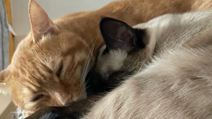 عندما تكون الأمور على ما يرام، ننام في نفس الاتجاه؛ وعندما نتشاجر، ندير مؤخرتنا نحو الآخر.