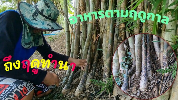 EP520แป๊บเดียวยาว ไผ่รวก รอบนี้ได้เยอะสุดๆ