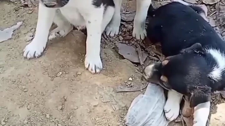 cutepuppy