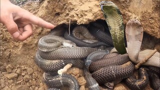 Đào Trúng Ổ Rắn Hổ Mang Khổng Lồ Giữa Rừng Tem Săn Bắt Ẩm Thực Vùng Cao Trúng Quả Đậm