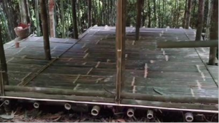 Dựng Căn Nhà Bằng Tre Tập 2 _ Sống Trong Rừng _ make a bamboo house _ Camping Su